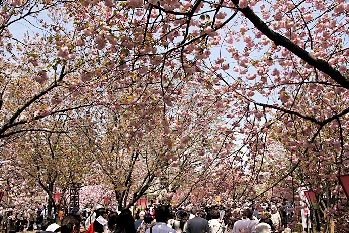 造幣局の桜の桜の通り抜け