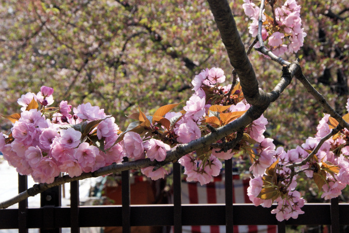 造幣局の桜の通り抜け １