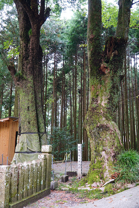 市原神社のツクバネガシ