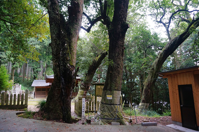 市原神社のツクバネガシ