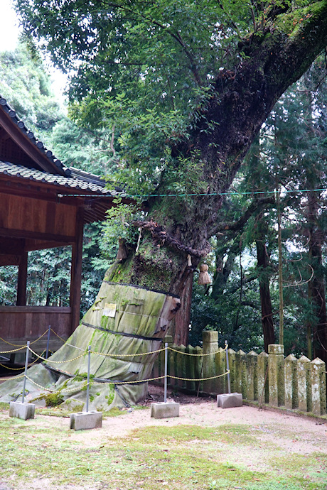 市原神社のツクバネガシ