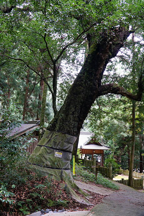 市原神社のツクバネガシ