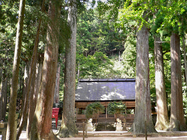 青玉神社の大スギ