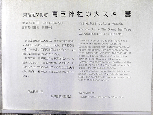青玉神社の大杉　説明板