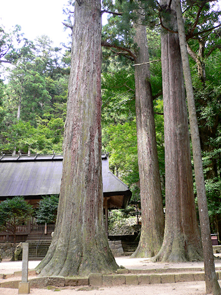 青玉神社の大杉