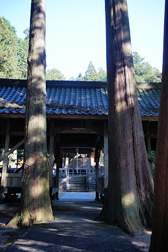 荒田神社のスギ