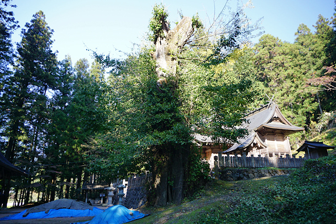 荒田神社のイチョウ