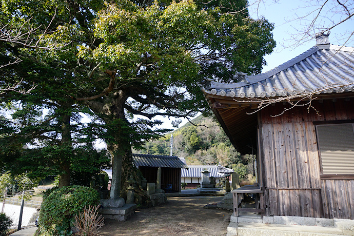 厚浜諏訪神社のクスノキ