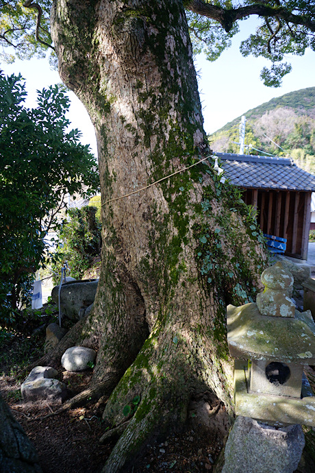 厚浜諏訪神社のクスノキ