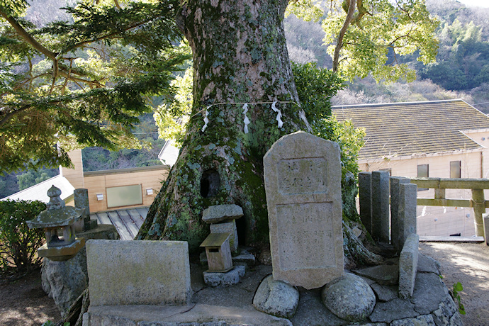 厚浜諏訪神社のクスノキ