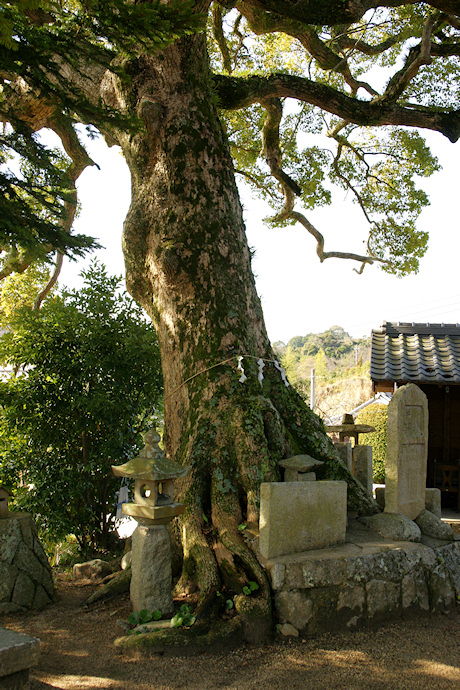 厚浜諏訪神社のクスノキ