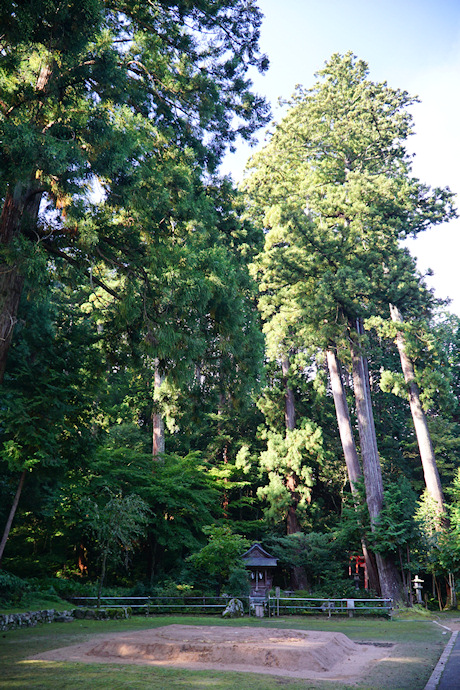 粟鹿神社境内の杉