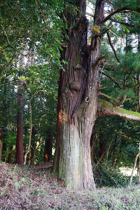 粟鹿神社のスギ