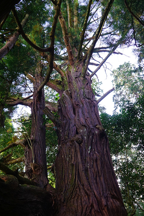 粟鹿神社のスギ