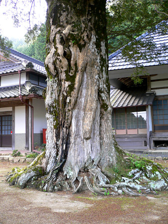 円悟寺のカヤ