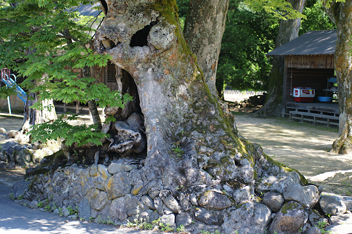 船谷日枝神社のケヤキ