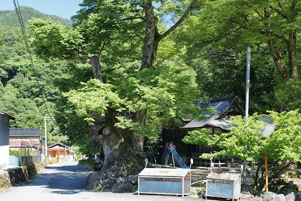 船谷日枝神社のケヤキ