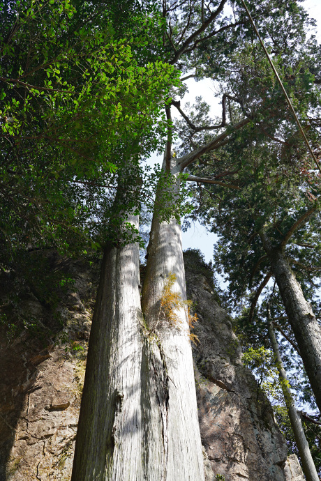 巌石神社のヒノキ