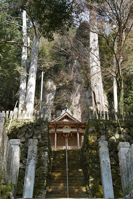 巌石神社のヒノキ・スギ