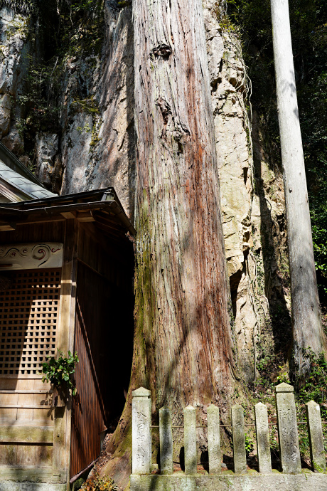 巌石神社のスギ