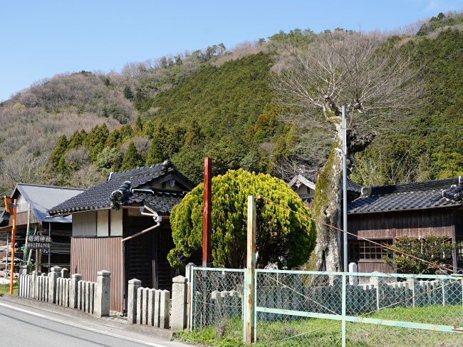 岩淵神社のムクノキ