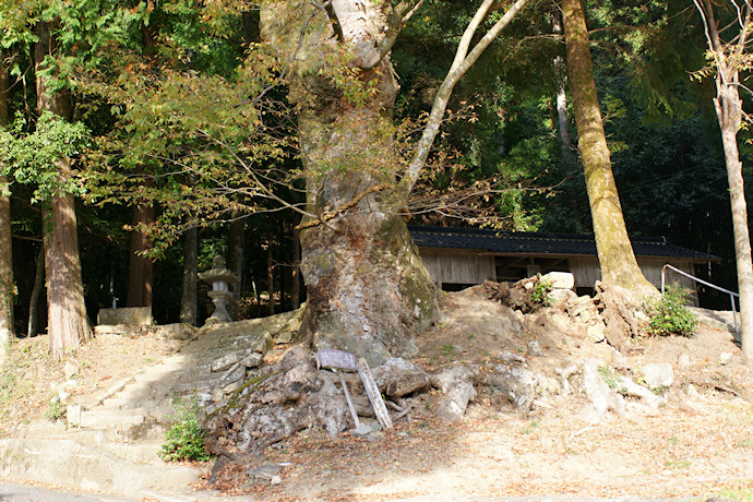 八幡神社のケヤキの大木