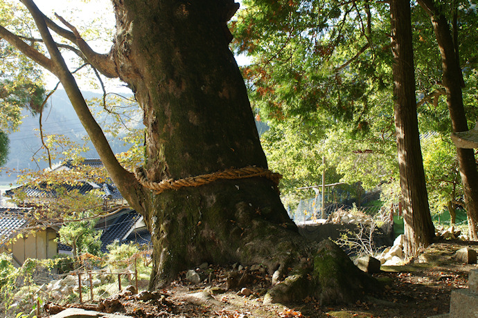 八幡神社のケヤキの大木