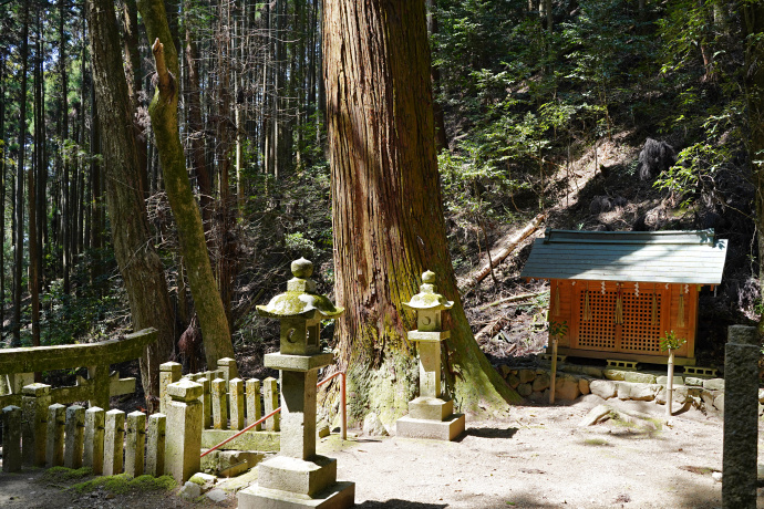 東諏訪神社の大スギ