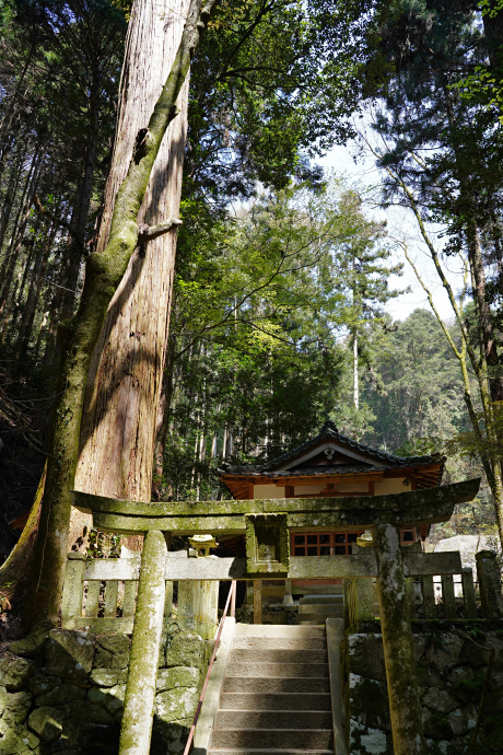 東諏訪神社の大スギ