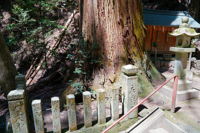 東諏訪神社の大スギ