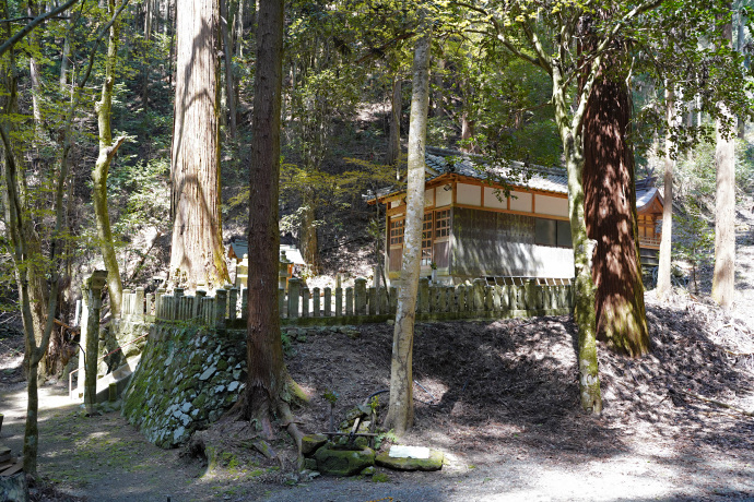 東諏訪神社の大スギ