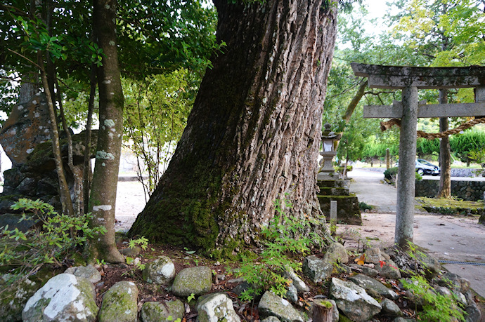 日出神社のアベマキ