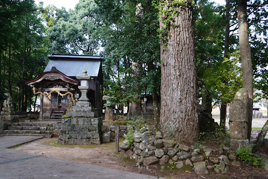 日出神社社殿とアベマキ