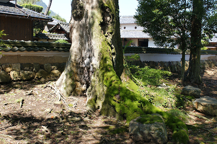 大原神社のケヤキ