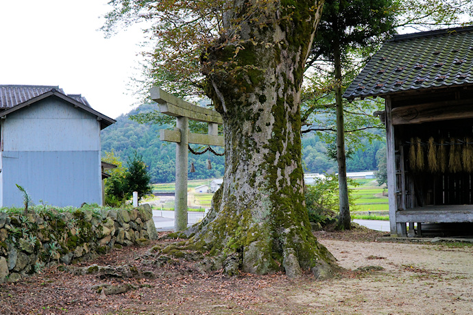 日足神社のケヤキ