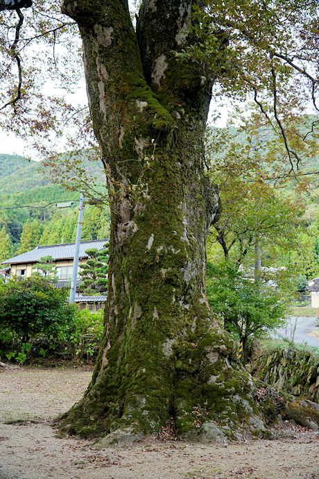 日足神社のケヤキ