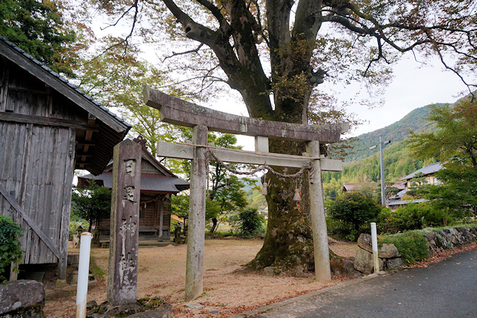 日足神社のケヤキ