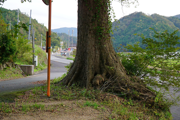 日足神社のケヤキ２