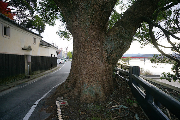 揖保川堤防上・日飼のクスノキ