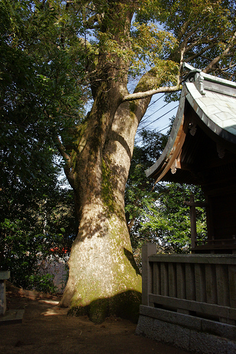 市原大歳神社のクスノキ