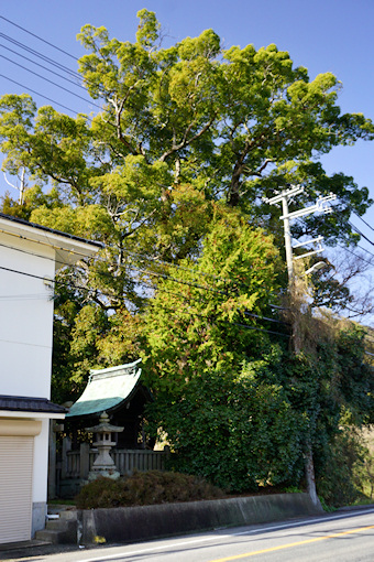 市原大歳神社のクスノキ