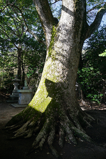 市原大歳神社のクスノキ