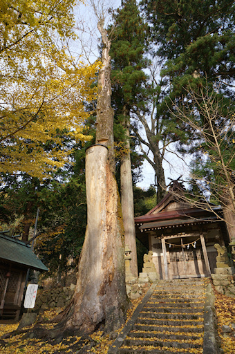 一宮神社のケヤキの森