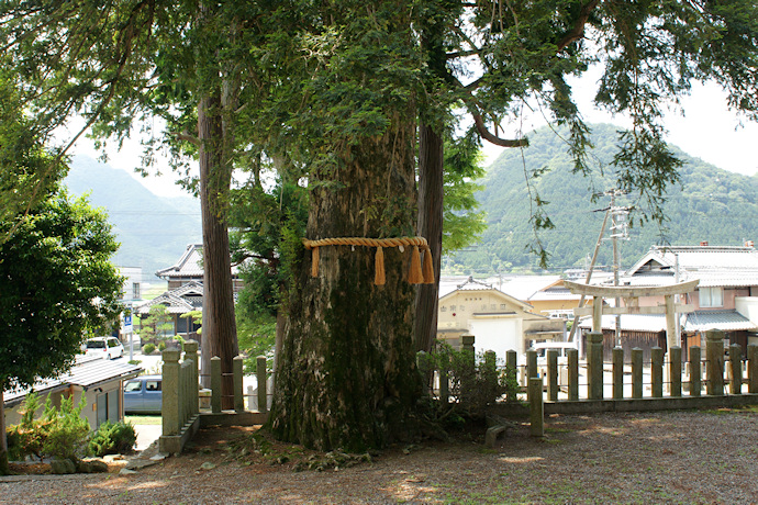 井原日吉神社のカヤ