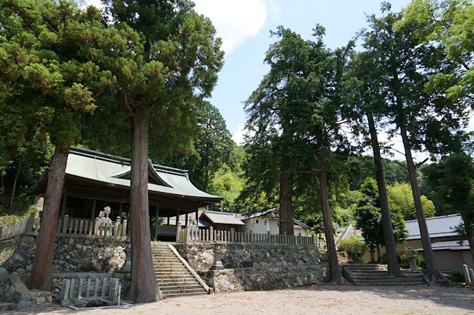 井原日吉神社のカヤ