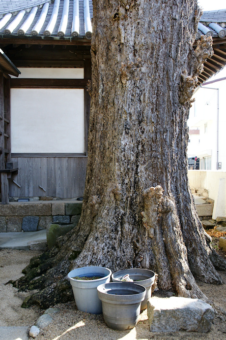 引摂寺の大銀杏