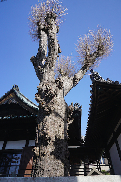 引摂寺の大銀杏