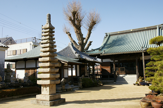 引摂寺の大銀杏