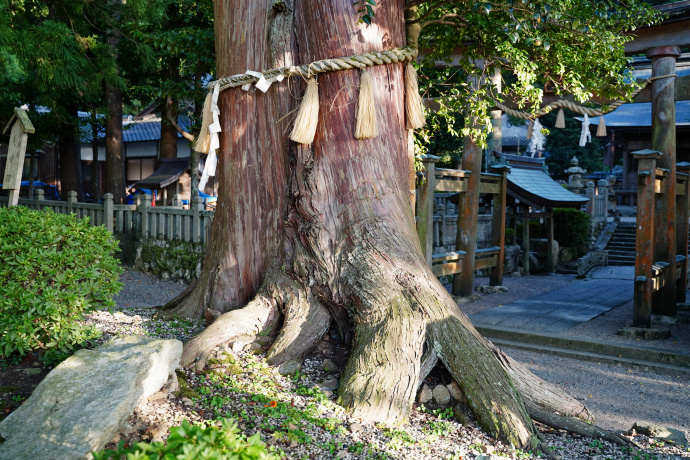 いそ部神社のヒノキ