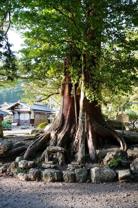 いそ部神社のヒノキ